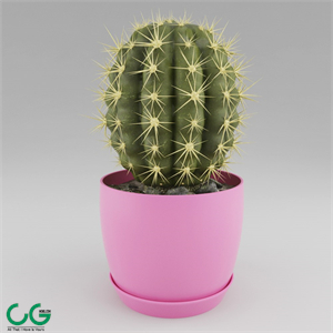 Cactus